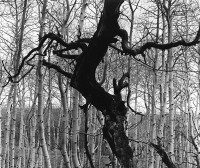 Brett Weston, Aspens, Utah, 1975