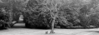 Lyle Gomes, The Long Walk, Rousham Park, Osfordshire, England, 1998