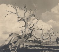 William E. Dassonville, Weathered Tree, 1920