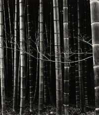 Brett Weston, Bamboo, Japan, 1970