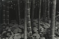 Yoshiro Soga, Bamboo, Kyoto Japan, 1971