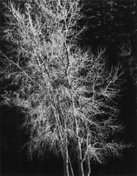 Alan Ross, Bare Tree, Yosemite Valley, 1974