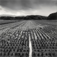 Rolfe Horn, Rice Field, Yamagata, Japan, 2008