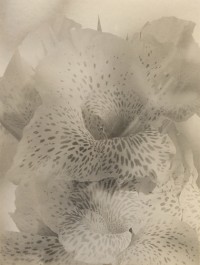 Lily, Circa 1950s