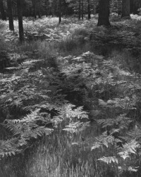 Ansel Adams, Ferns, Valley Floor, Yosemite National Park, California, 1948