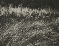 Ansel Adams, Grass, Yosemite Valley, 1941