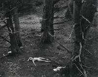 Wynn Bullock, Woman and Dog in Forest, 1953
