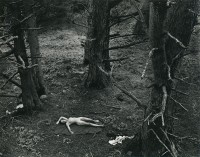 Wynn Bullock, Woman and Dog in Forest, 1953