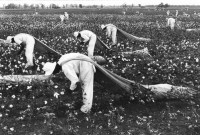 Danny Lyon - Cotton Pickers, from Conversations With the Dead, 1968