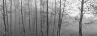 Pentti Sammallahti, Monte Sacro y Gelbison, Campania, Italy (Forest in Mist), 1990