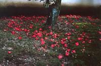 Paul Caponigro, Camelia Tsubaki, Kyoto, Japan, 1976