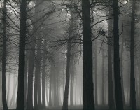 Don Worth, Trees and Fog, San Francisco, 1963