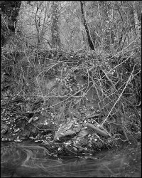 Joel Leivick, Entangled Bank, 1992