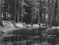 Ansel Adams, Lodgepole Pines, Lyell Fork Of The Merced River, Yosemite National Park, California, circa 1923