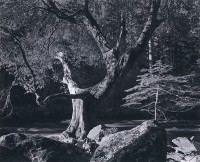 Ansel Adams, Morning, Merced River Canyon, Yosemite Valley, 1950
