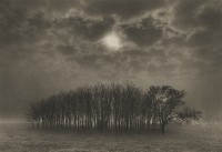 Dan Burkholder, Stand of Trees, Texas, 1989