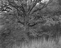 George Tice, Oak Tree, Holmdel, New Jersey, 1970