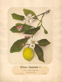 Pietro Guidi, Citrus Limonium, circa 1870's