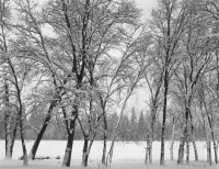 Ansel Adams, Young Oaks, Winter, Yosemite National Park, California, 1935