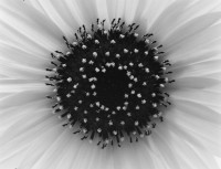 Paul Caponigro, Sunflower, Winthrop, Massachusetts, 1965