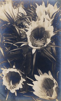 Anonymous Photographer, Sunflowers, 1937