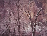 Joseph Holmes, Black Oaks, Winter, Yosemite, California, 1993