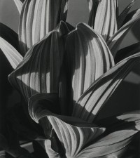 Imogen Cunningham, False Hellbore, 1926