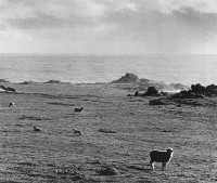 Ansel Adams - Sheep Grazing at Timber Cove, California, 1959