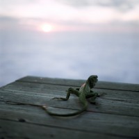 Lucy Goodhart - Lizard at Sunset, Big Sur, CA 2004