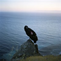 Lucy Goodhart - Condor 36, Big Sur, CA, 2004