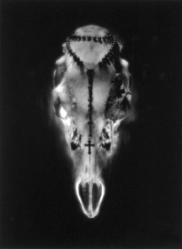 Ruth Bernhard - Skull and Rosery, 1945