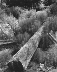 Wynn Bullock, Log And Horsetails, 1957