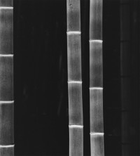 Rolfe Horn - Giant Bamboo, Kyoto, Japan, 2001