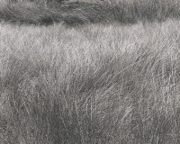 Koichiro Kurita, Summer Grasses, Luzere, France, June, 1996