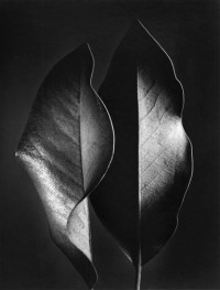 Ruth Bernhard, Two Leaves, 1952
