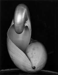 Edward Weston, Two Shells, 1927