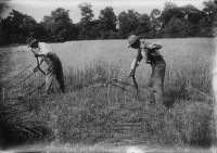 Nancy Ford Cones - Cradling the Wheat, 1918