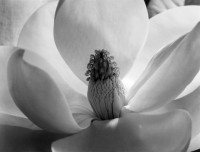 Imogen Cunningham, Magnolia Blossom, 1925