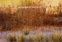 Eliot Porter, Grass And Tamarisk, Music Temple Bar, Glen Canyon, Utah, 1961