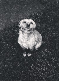 Jonathan Clark, Farm Dog, Ottowa, Illinois, 1967