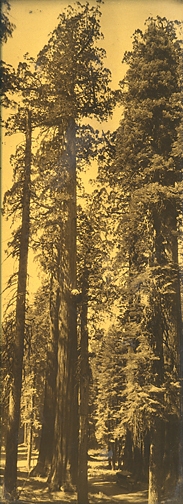 Arthur Pilsbury, Mariposa Grove