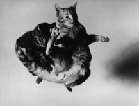 Tossed Cats, 1942