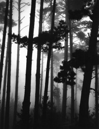 Monterey Pines In Fog, 1962