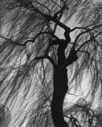 Weeping Willow, Eugene, Oregon, 1975