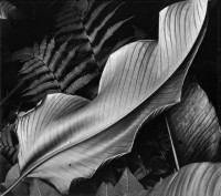 Leaf, And Ferns, Hawaii, 1979