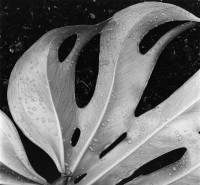 Sculpted Leaf, Hawaii, 1979