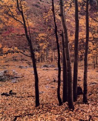 Yellow Aspens, 1951