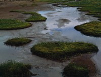 Tarn and Cotton Grass, Fjardharheidhi, 1972