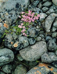 Pinks on Glacial Moraine, South Coast, 1972