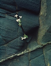 White Flowers in Black Ash Cliff Breidhidalur, 1972